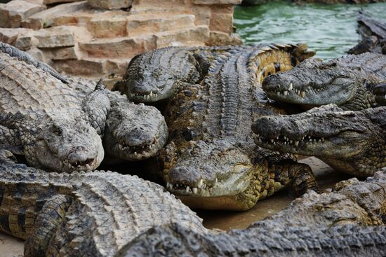 A crocodile farm on Djerba Island in Tunisia