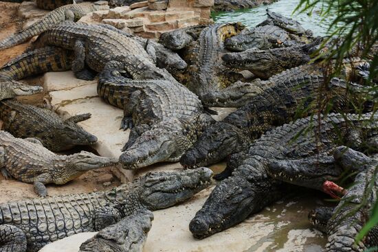 A crocodile farm on Djerba Island in Tunisia