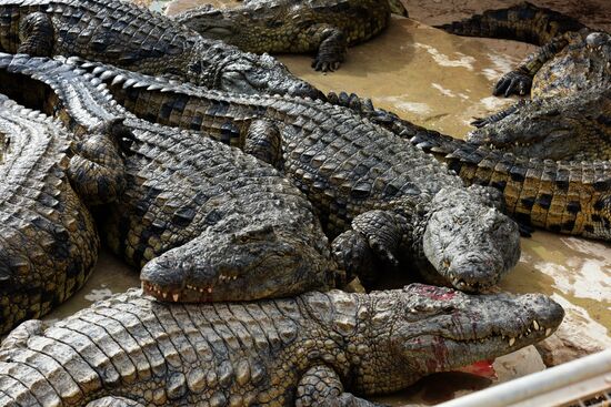 A crocodile farm on Djerba Island in Tunisia