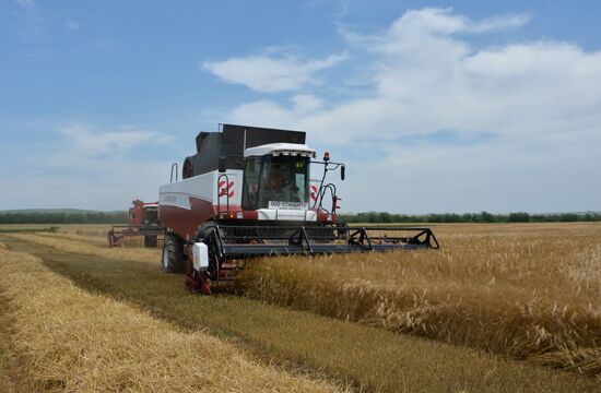 Harvesting in Chechnya