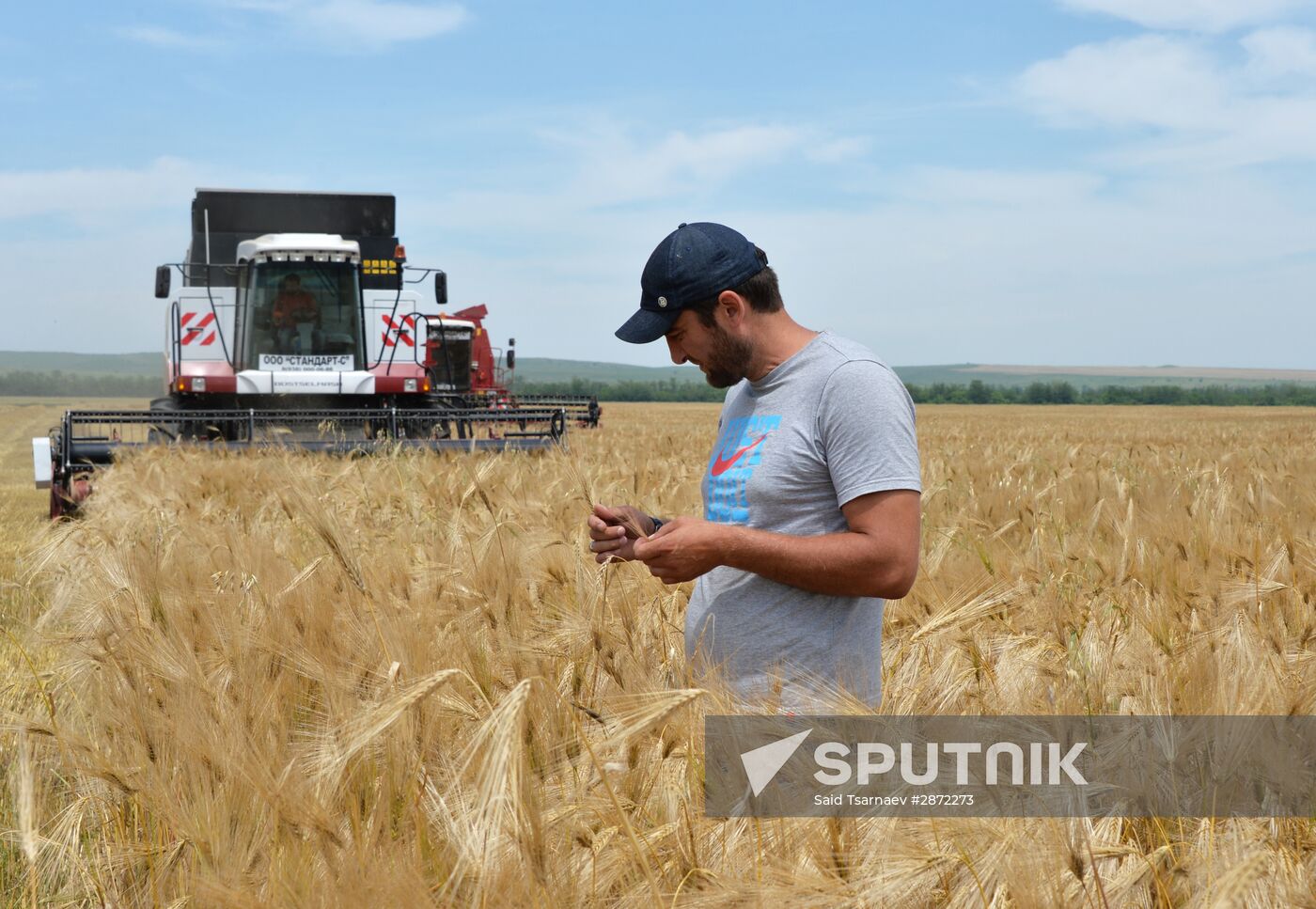 Harvesting in Chechnya