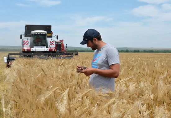 Harvesting in Chechnya