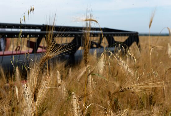 Harvesting in Chechnya