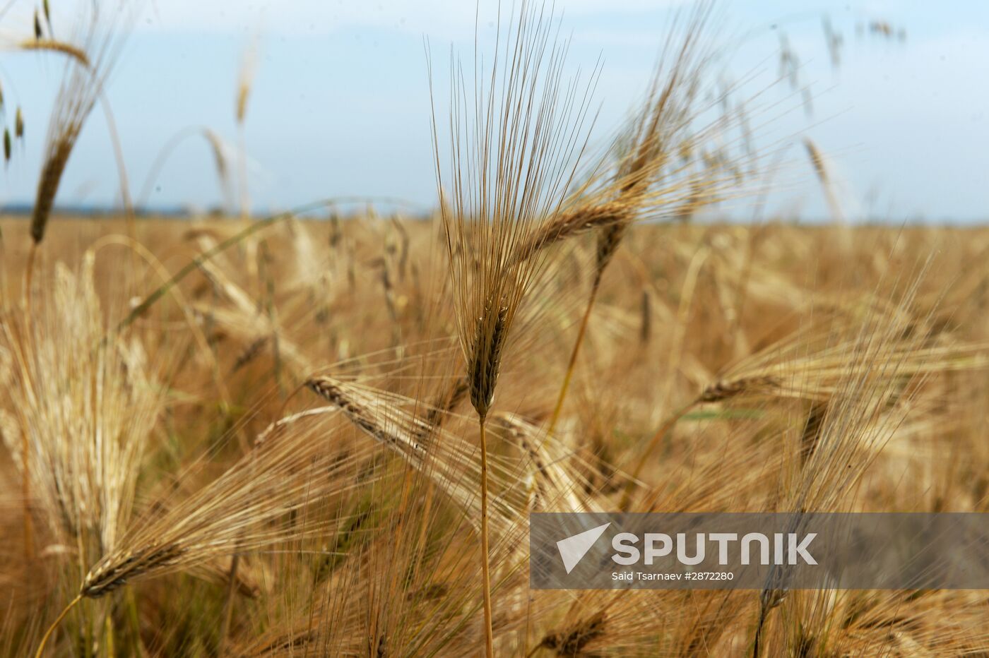 Harvesting in Chechnya
