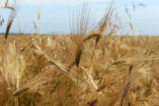 Harvesting in Chechnya