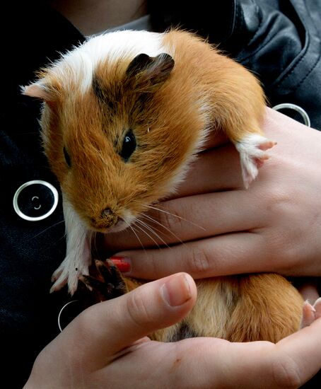 Sadgorod Zoo in Vladivostok