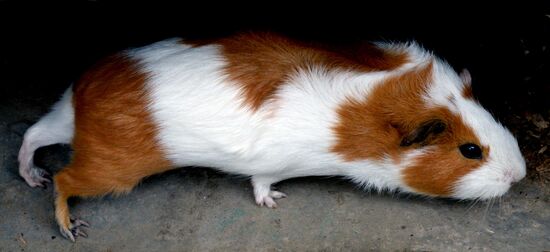 Sadgorod Zoo in Vladivostok