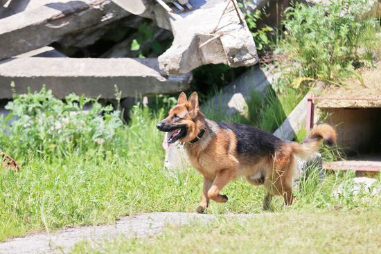 Emergencies Ministry Canine Center