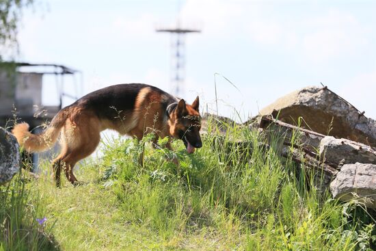 Emergencies Ministry Canine Center