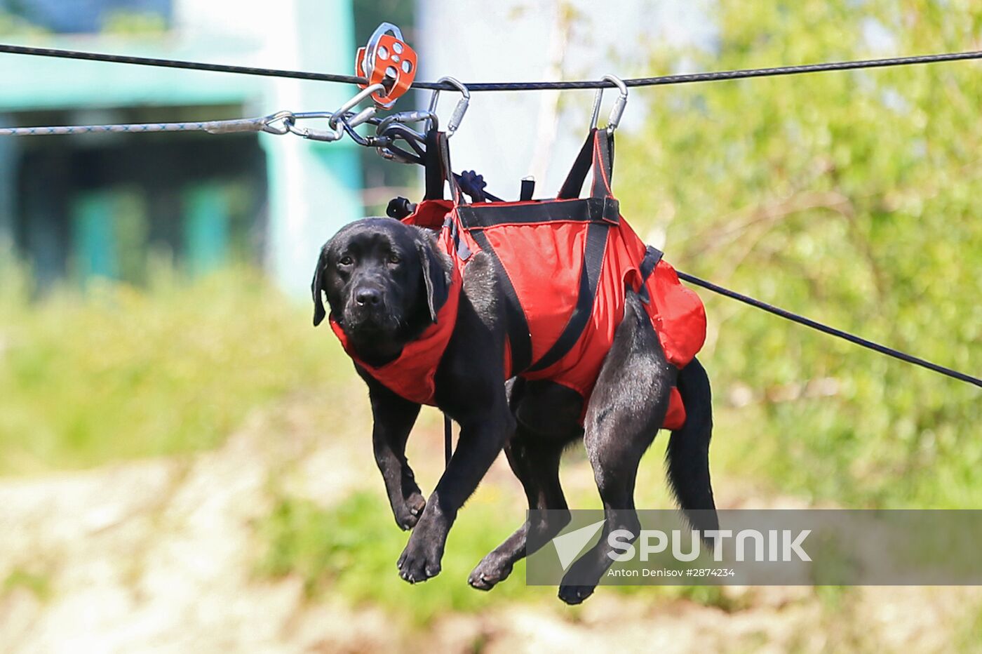 Emergencies Ministry Canine Center
