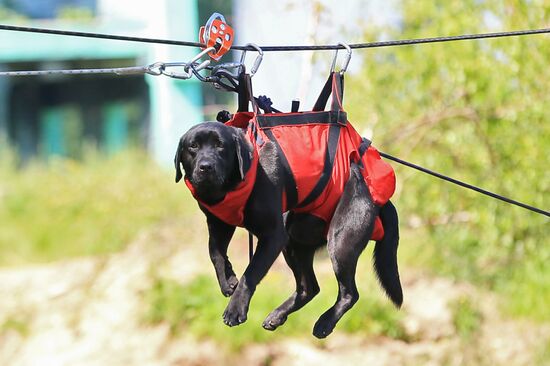 Emergencies Ministry Canine Center