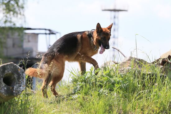 Emergencies Ministry Canine Center