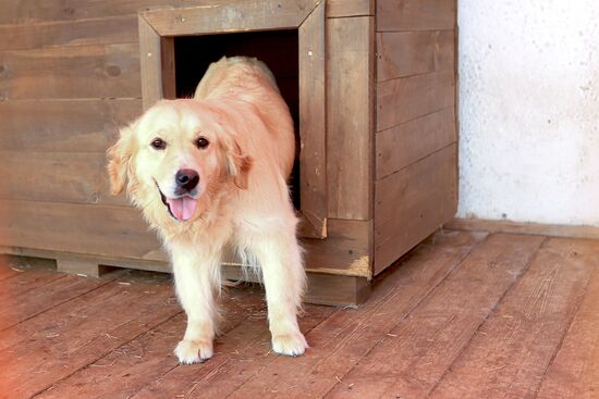 Emergencies Ministry Canine Center