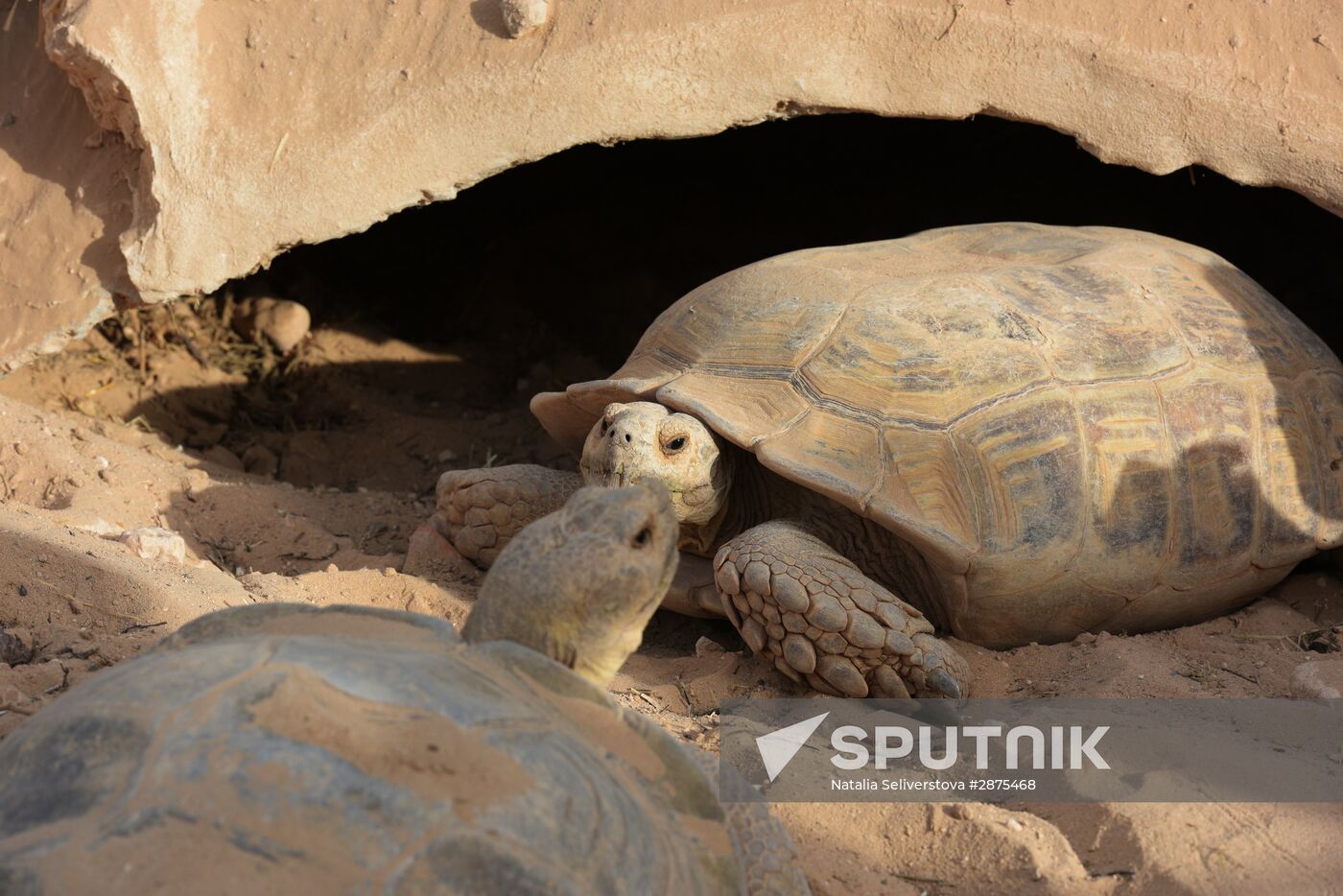 Turtles on Isle of Djerba in Tunisia