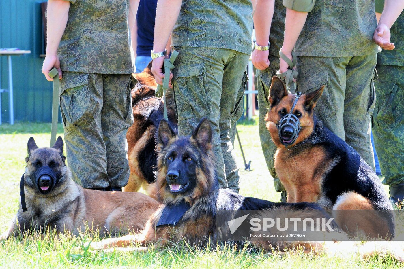 All-army leg of Loyal Friend competition of Russian Armed Forces' dog handlers opens