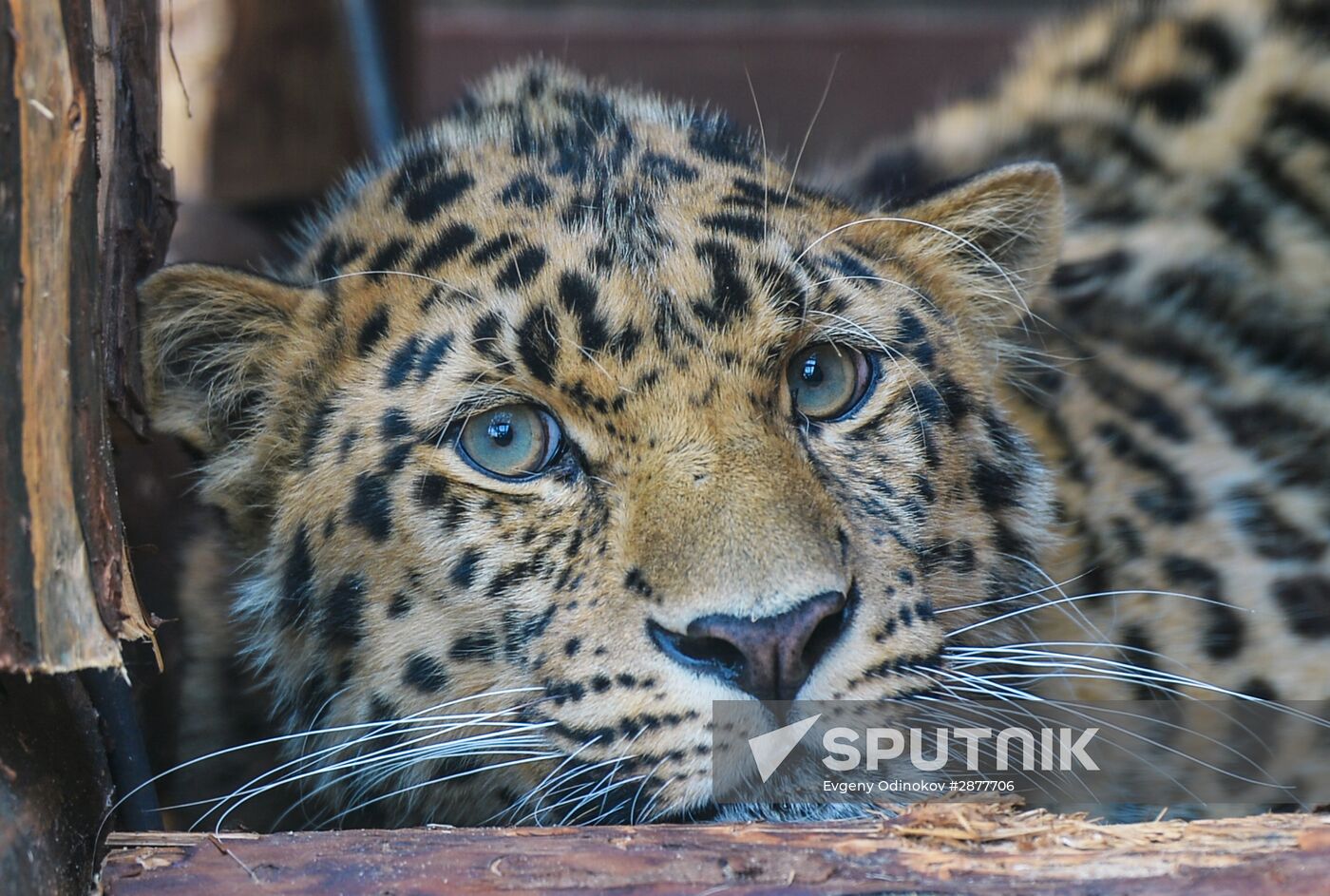 Far Eastern leopard arrives at the Moscow Zoo's Rare Animals Reproduction Center