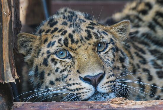 Far Eastern leopard arrives at the Moscow Zoo's Rare Animals Reproduction Center