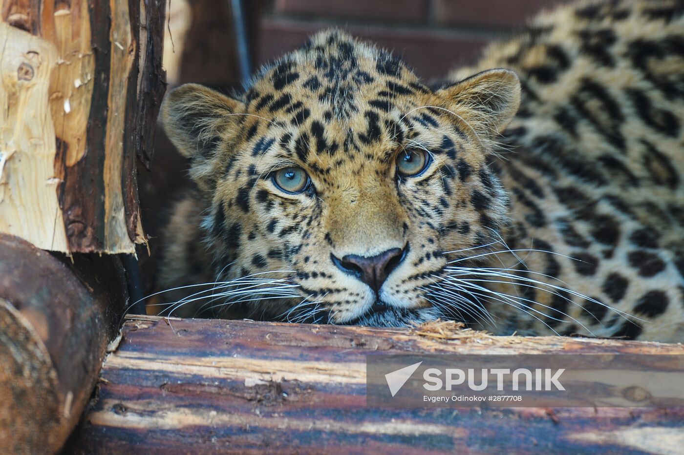 Far Eastern leopard arrives at the Moscow Zoo's Rare Animals Reproduction Center