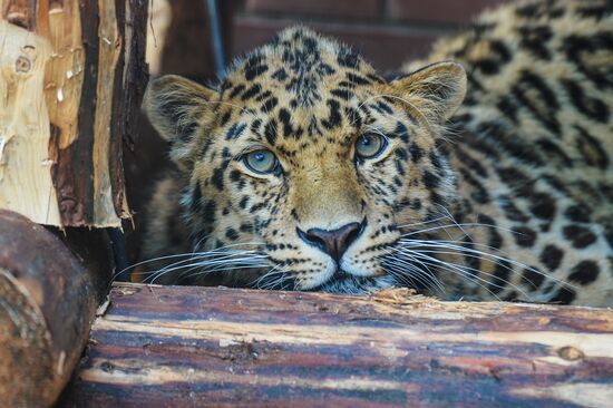 Far Eastern leopard arrives at the Moscow Zoo's Rare Animals Reproduction Center