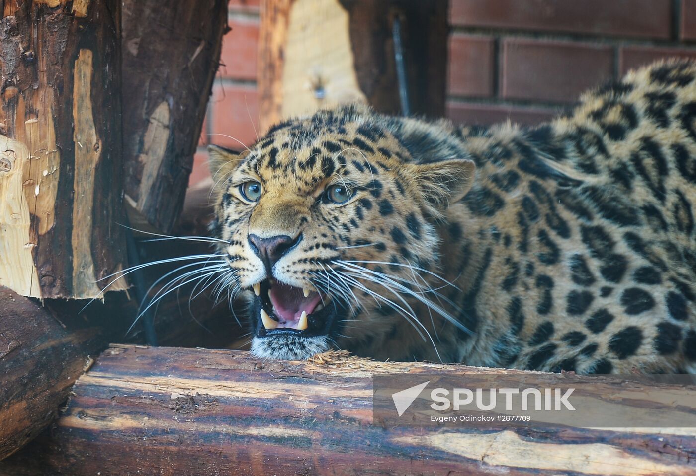 Far Eastern leopard arrives at the Moscow Zoo's Rare Animals Reproduction Center