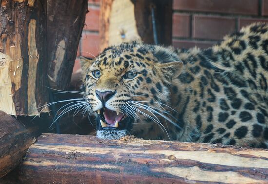 Far Eastern leopard arrives at the Moscow Zoo's Rare Animals Reproduction Center