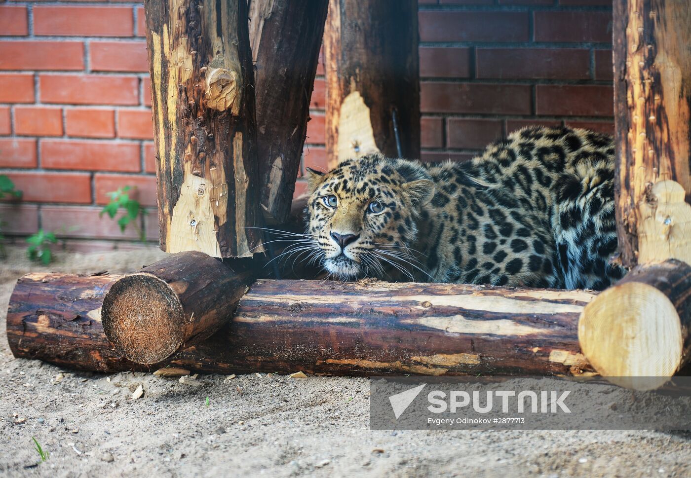 Far Eastern leopard arrives at the Moscow Zoo's Rare Animals Reproduction Center