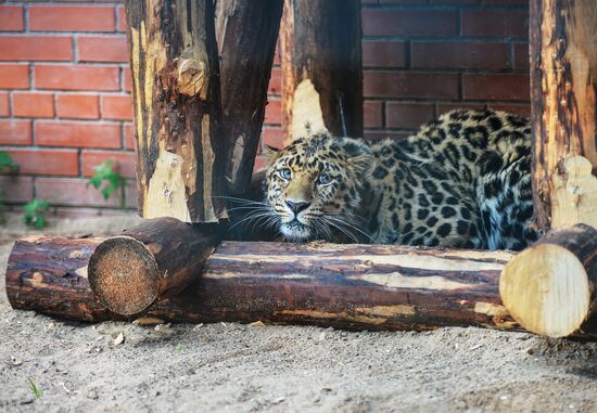 Far Eastern leopard arrives at the Moscow Zoo's Rare Animals Reproduction Center
