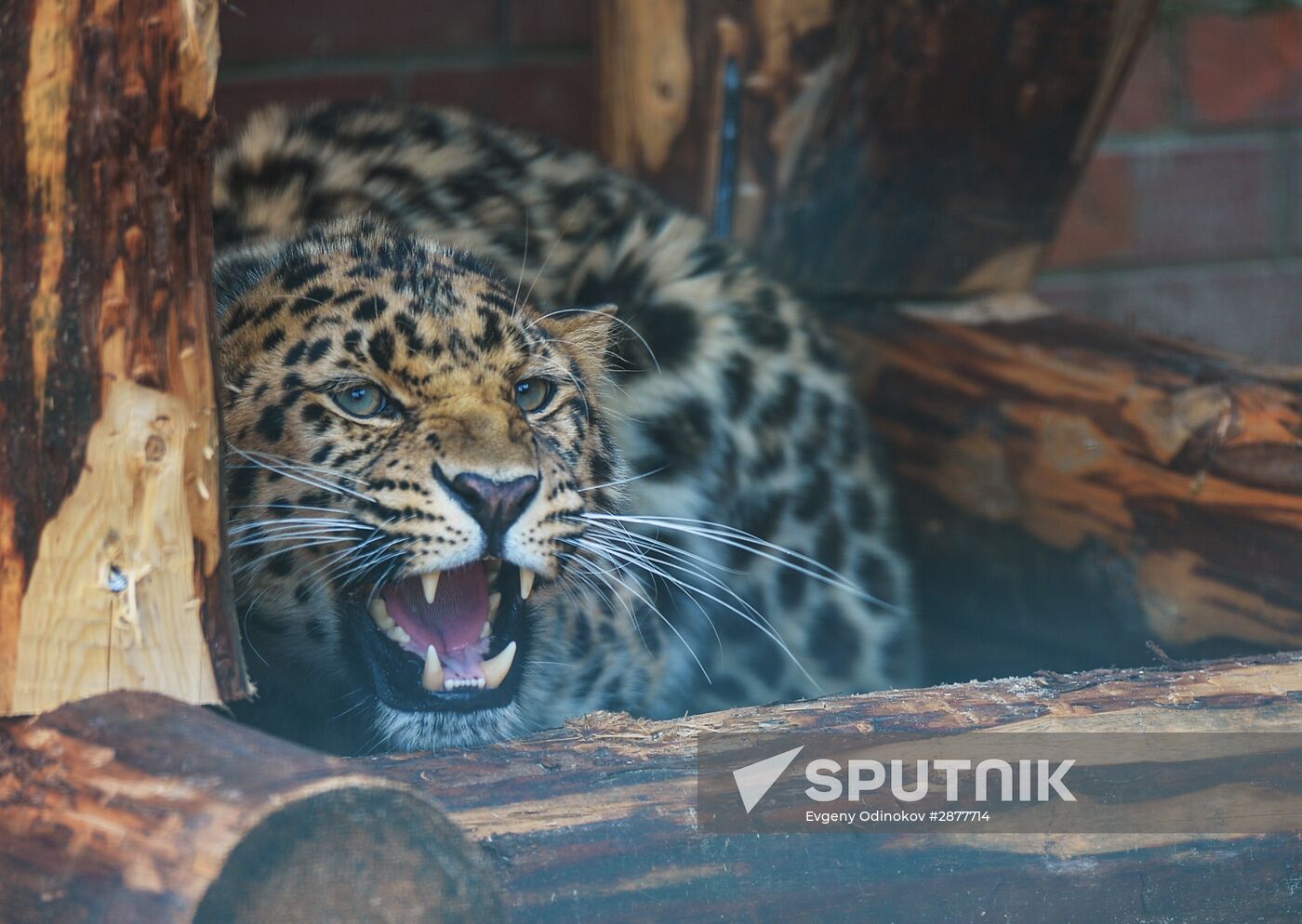 Far Eastern leopard arrives at the Moscow Zoo's Rare Animals Reproduction Center