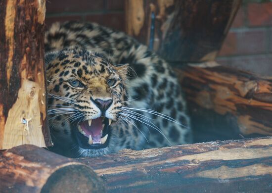 Far Eastern leopard arrives at the Moscow Zoo's Rare Animals Reproduction Center