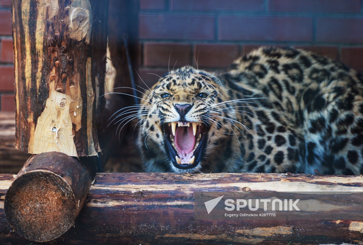 Far Eastern leopard arrives at the Moscow Zoo's Rare Animals Reproduction Center