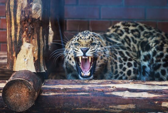 Far Eastern leopard arrives at the Moscow Zoo's Rare Animals Reproduction Center