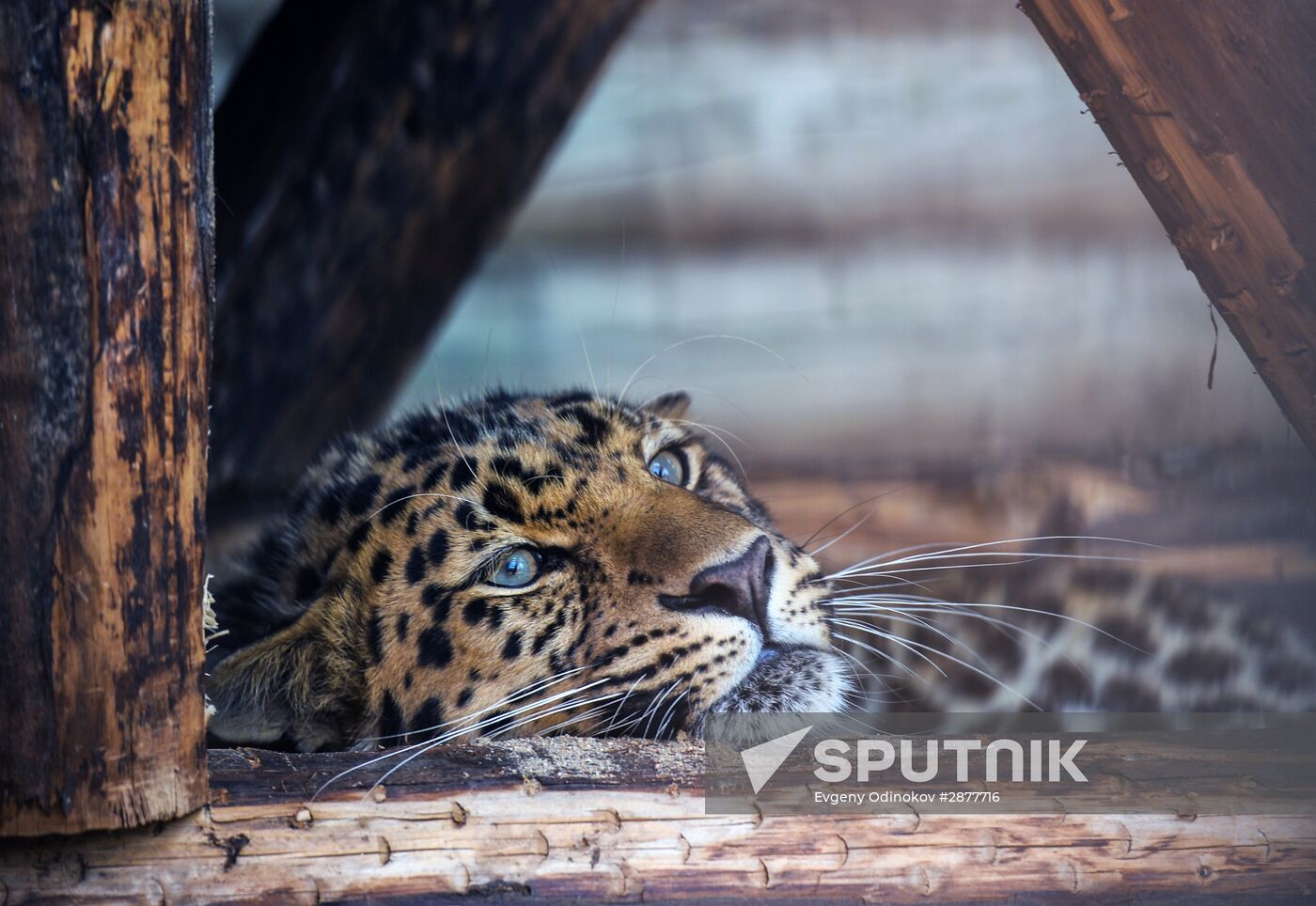 Far Eastern leopard arrives at the Moscow Zoo's Rare Animals Reproduction Center