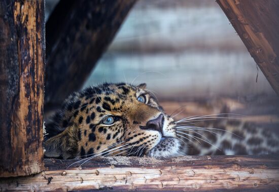 Far Eastern leopard arrives at the Moscow Zoo's Rare Animals Reproduction Center