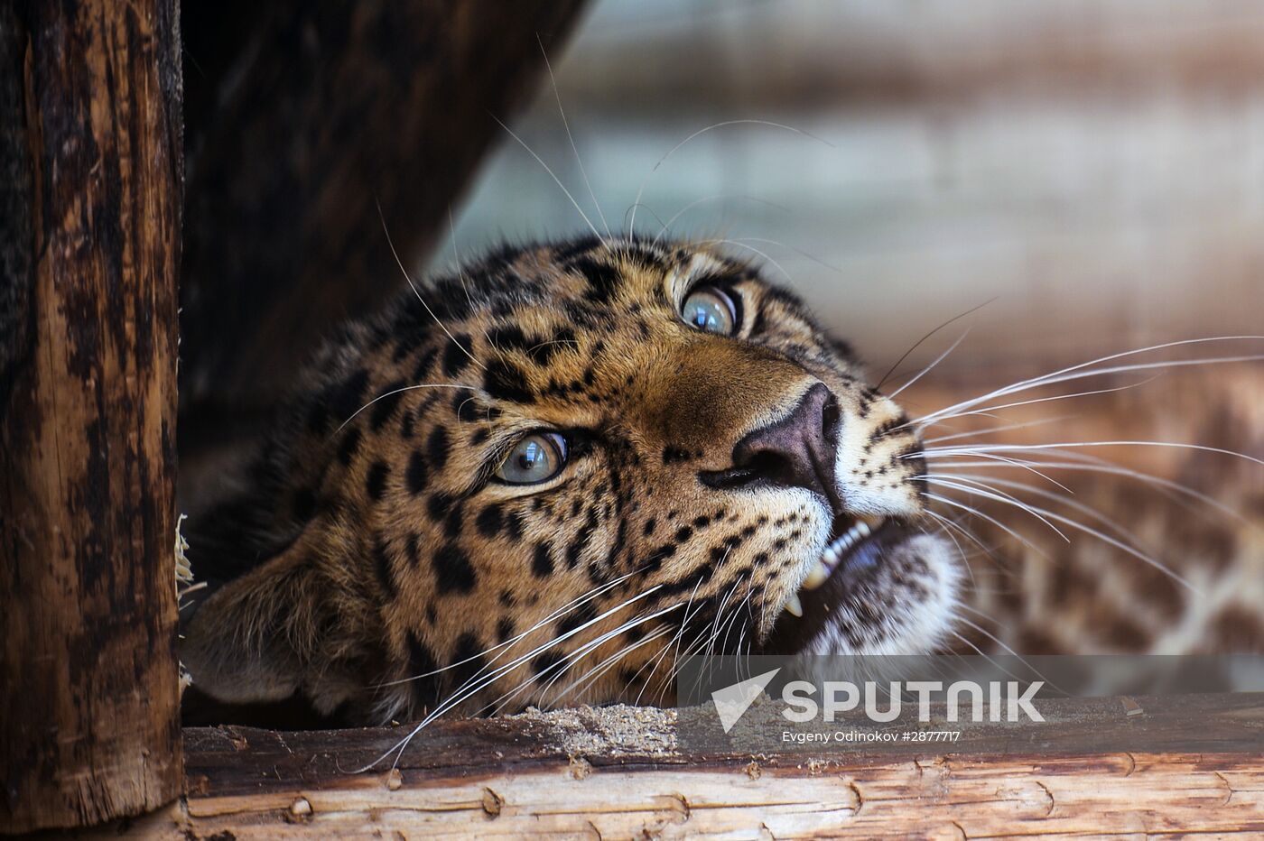 Far Eastern leopard arrives at the Moscow Zoo's Rare Animals Reproduction Center