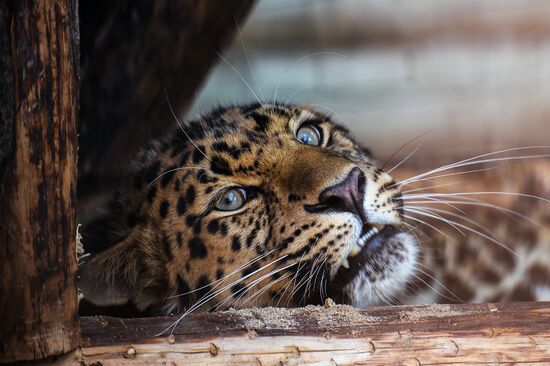 Far Eastern leopard arrives at the Moscow Zoo's Rare Animals Reproduction Center