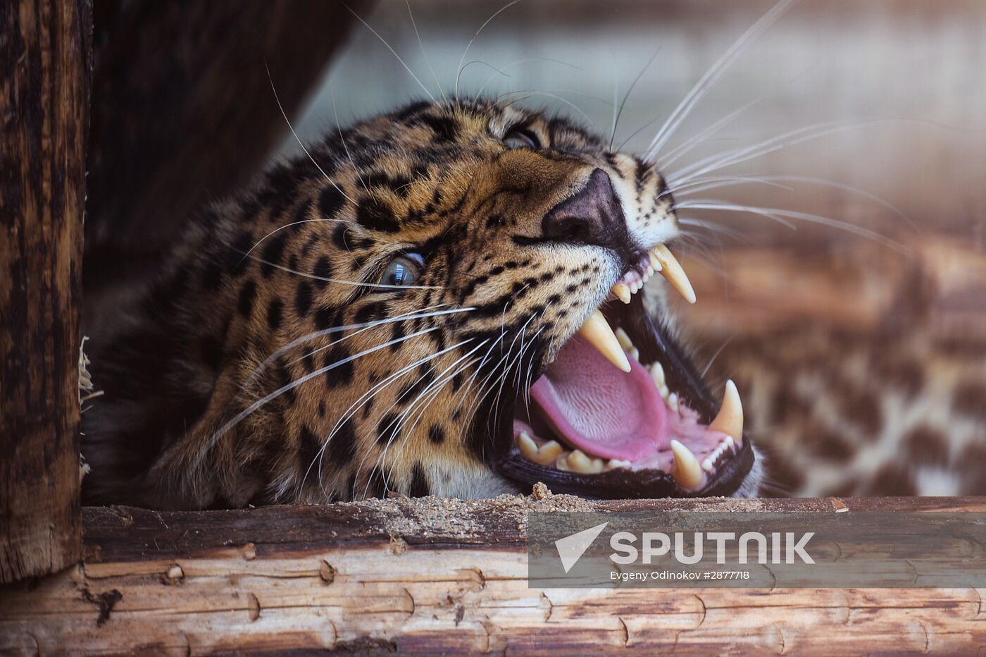 Far Eastern leopard arrives at the Moscow Zoo's Rare Animals Reproduction Center