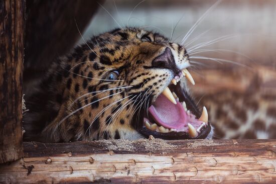 Far Eastern leopard arrives at the Moscow Zoo's Rare Animals Reproduction Center