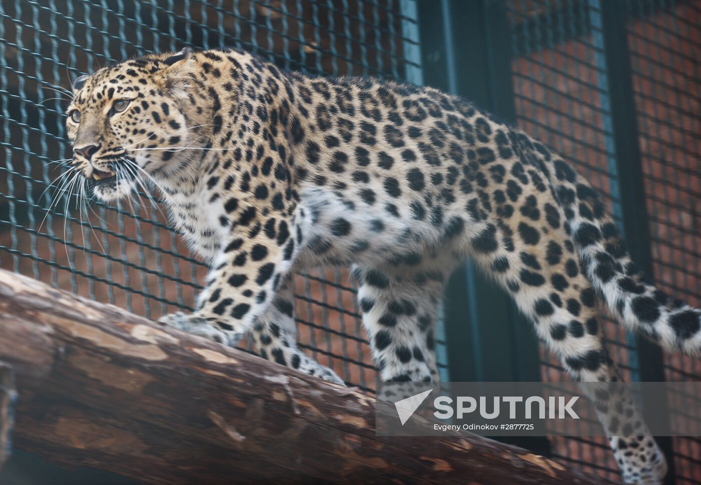 Far Eastern leopard arrives at the Moscow Zoo's Rare Animals Reproduction Center