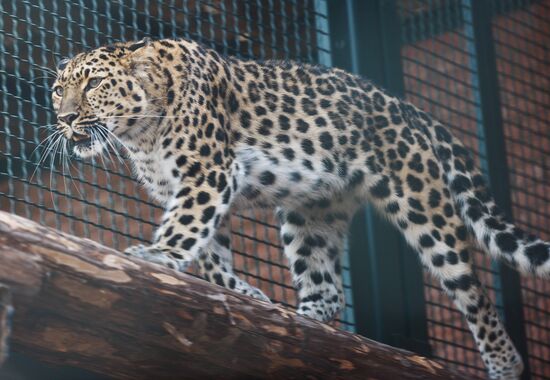 Far Eastern leopard arrives at the Moscow Zoo's Rare Animals Reproduction Center
