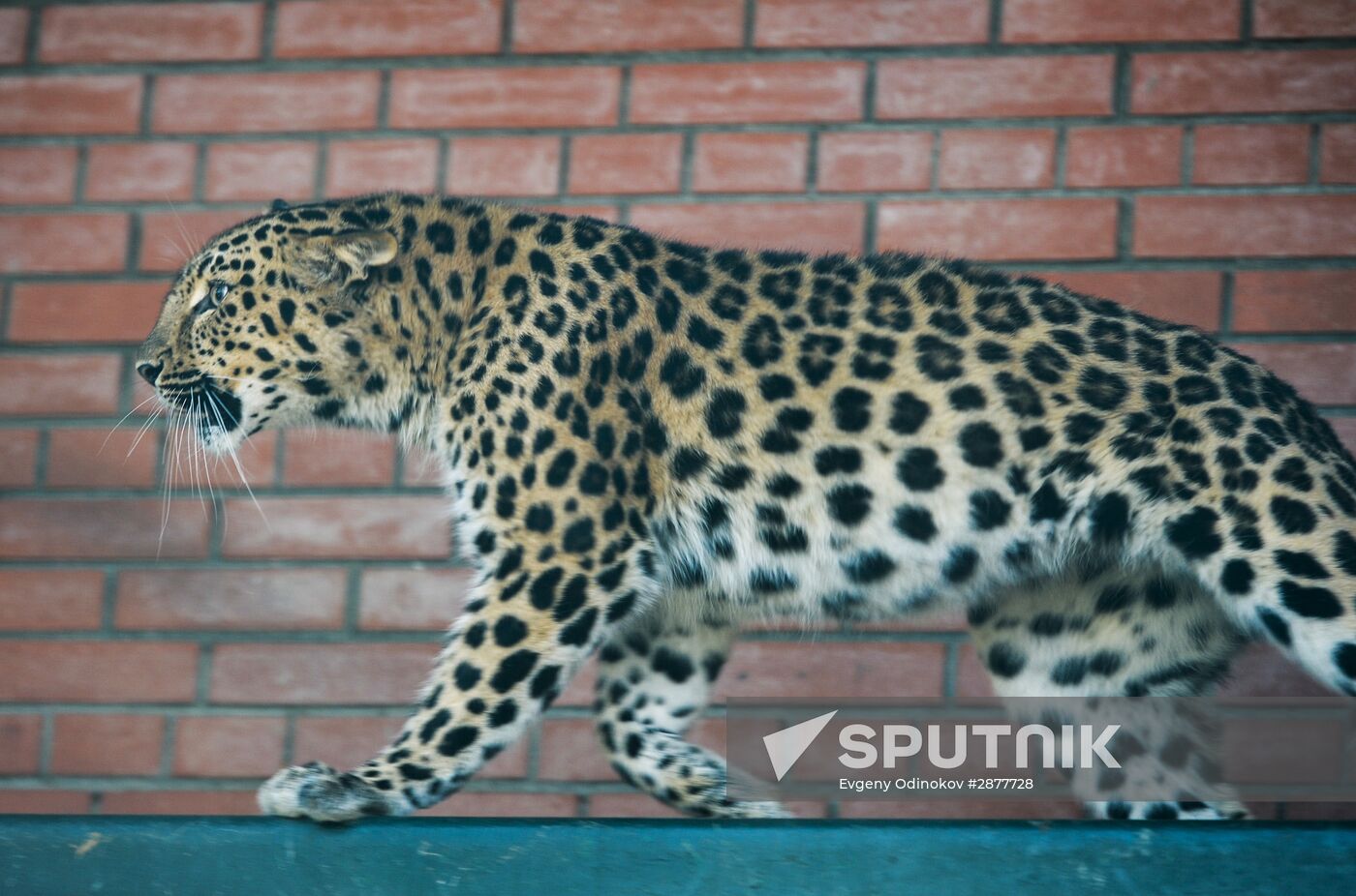 Far Eastern leopard arrives at the Moscow Zoo's Rare Animals Reproduction Center