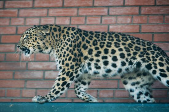 Far Eastern leopard arrives at the Moscow Zoo's Rare Animals Reproduction Center