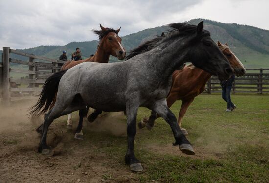 Sport contests during El Oiyn festival in Republic of Altai