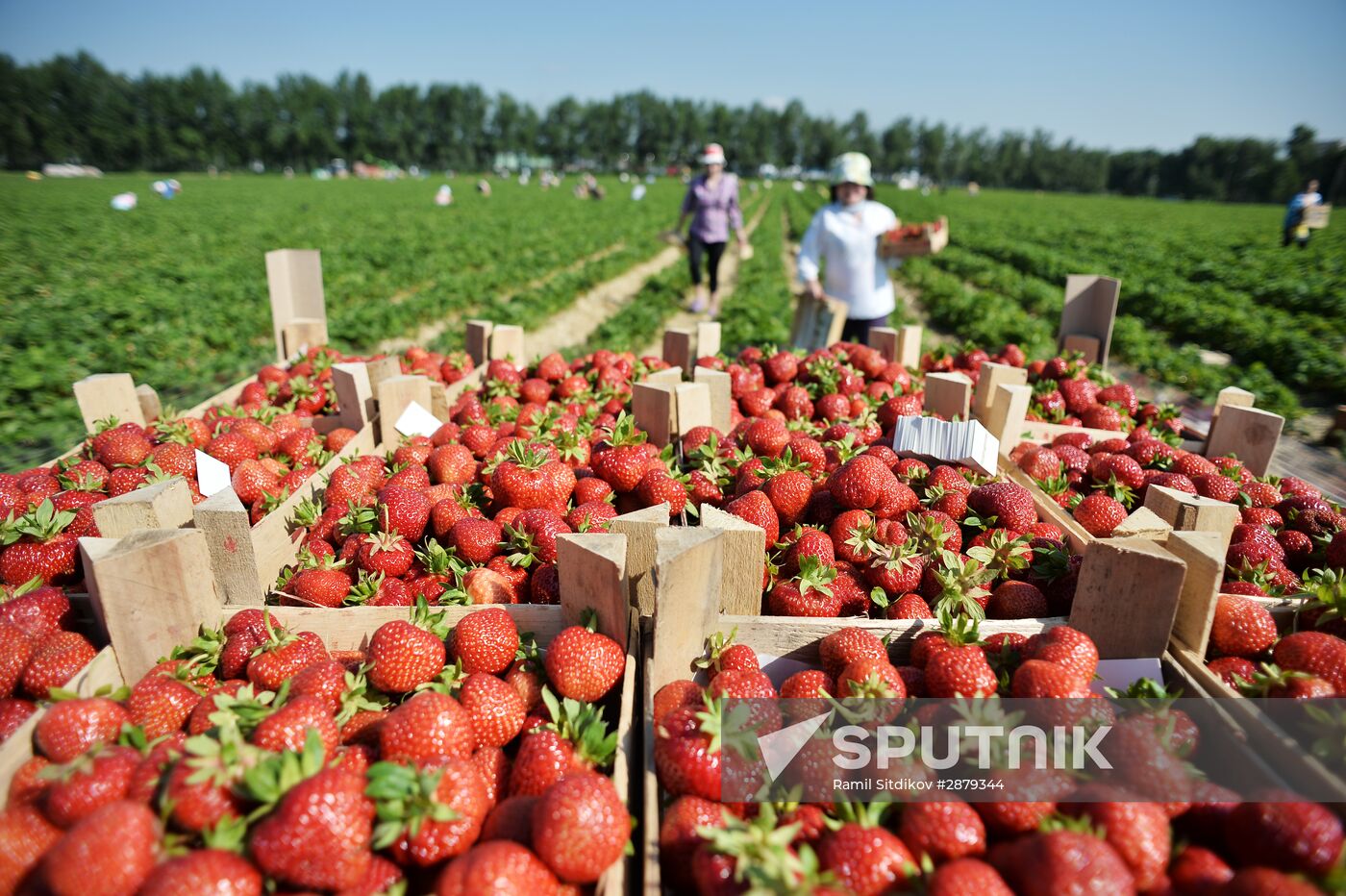 Strawberry harvest at Lenin state farm