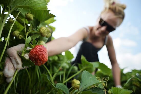Strawberry harvest at Lenin state farm