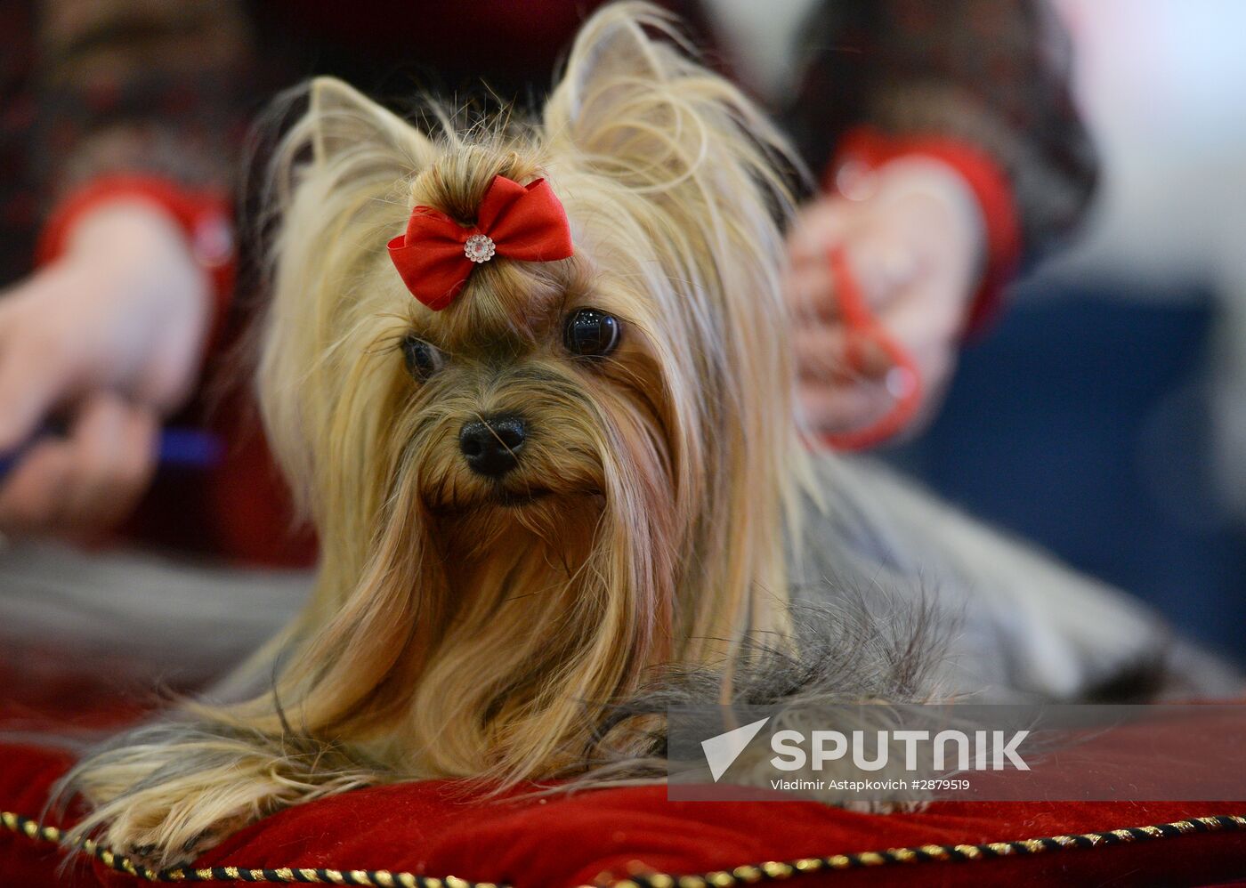 World Dog Show 2016