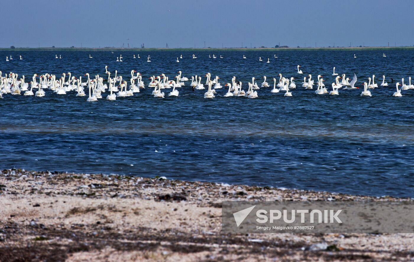 Swan Islands wildfowl nature reserve