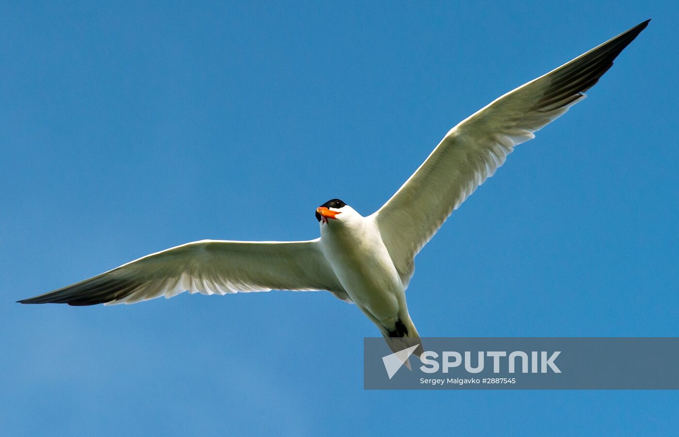 Swan Islands wildfowl nature reserve