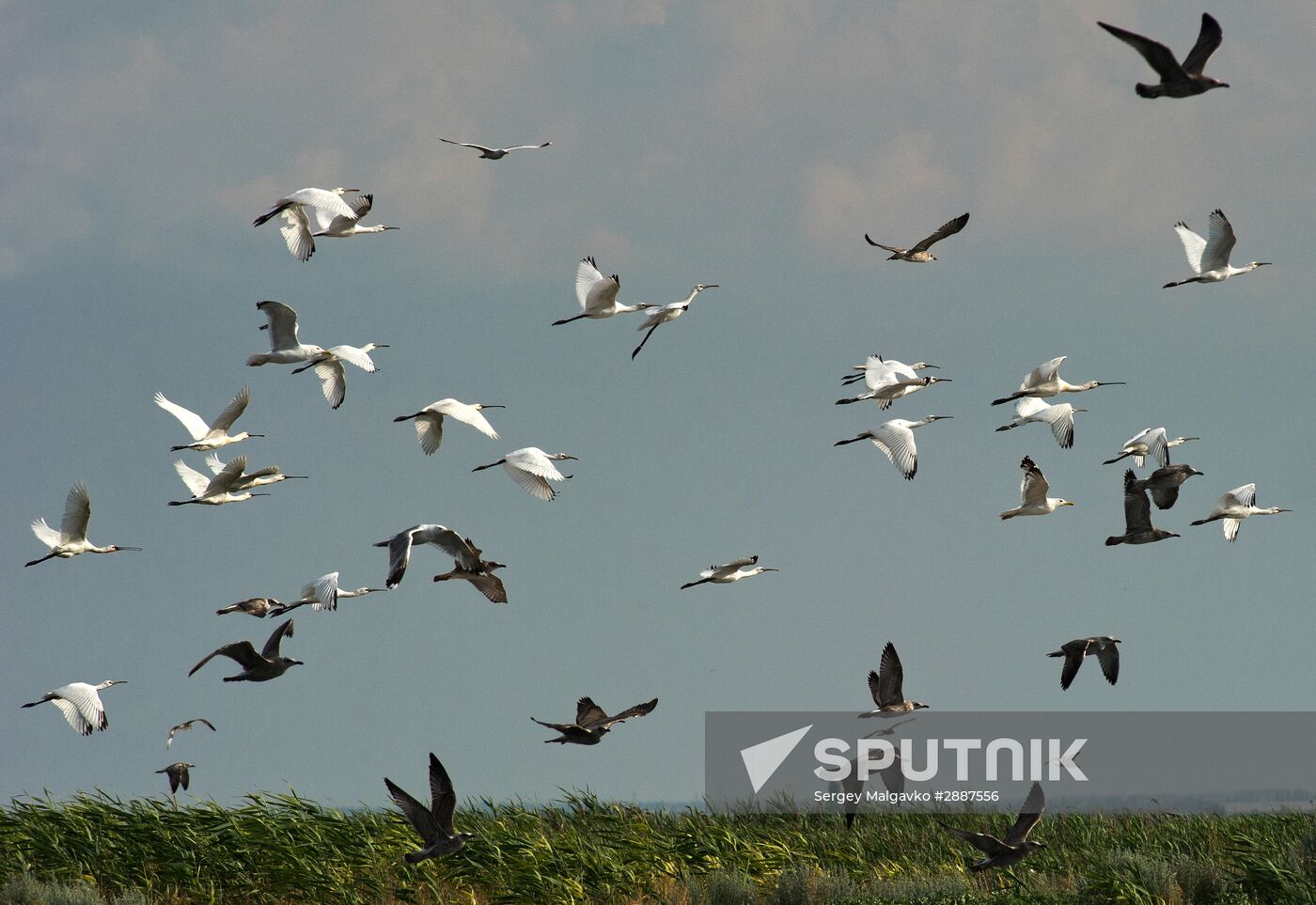 Swan Islands wildfowl nature reserve