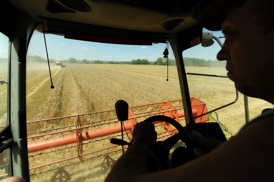 Harvesting wheat in Rostov Region