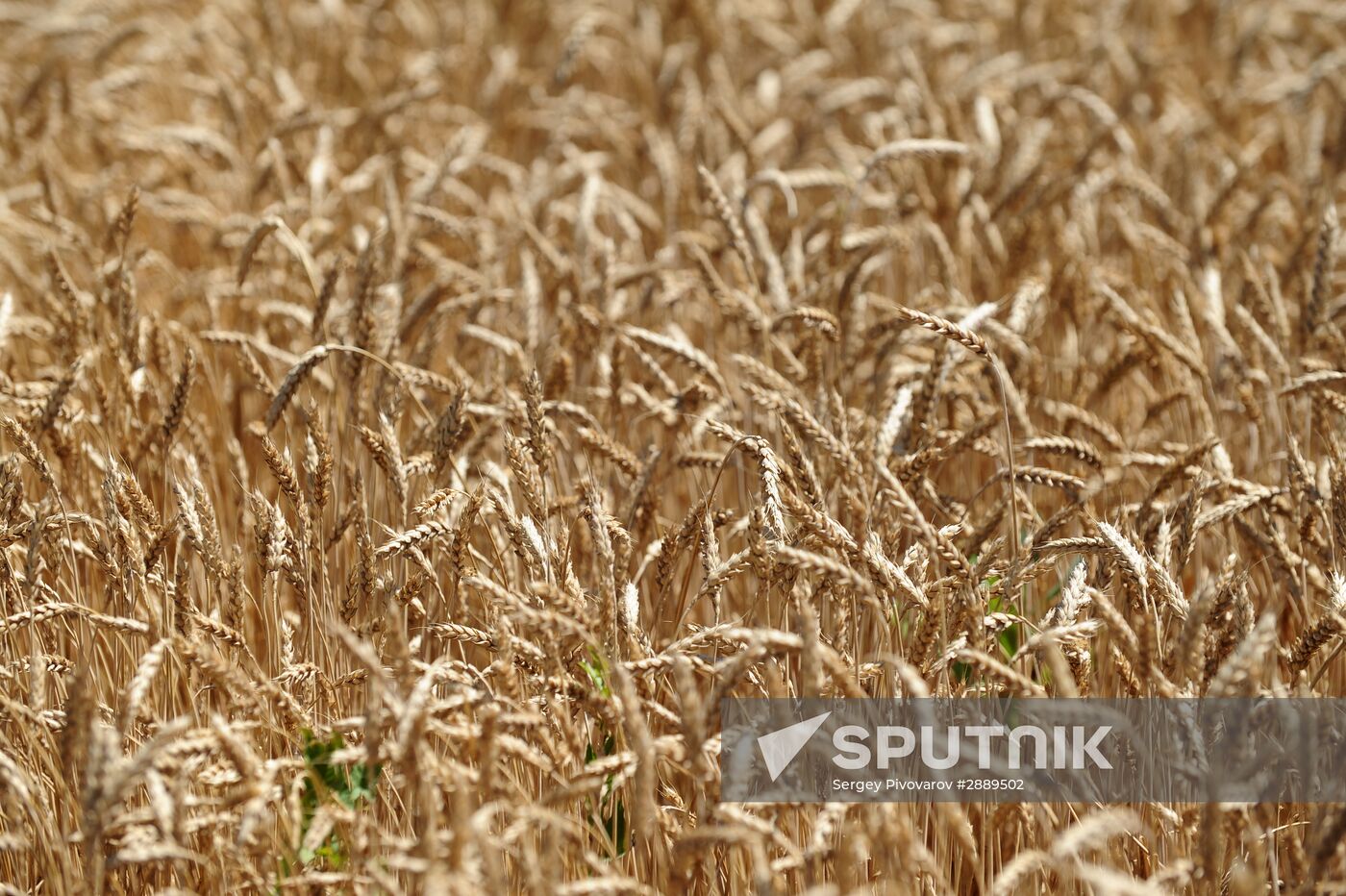 Harvesting wheat in the Rostov Region